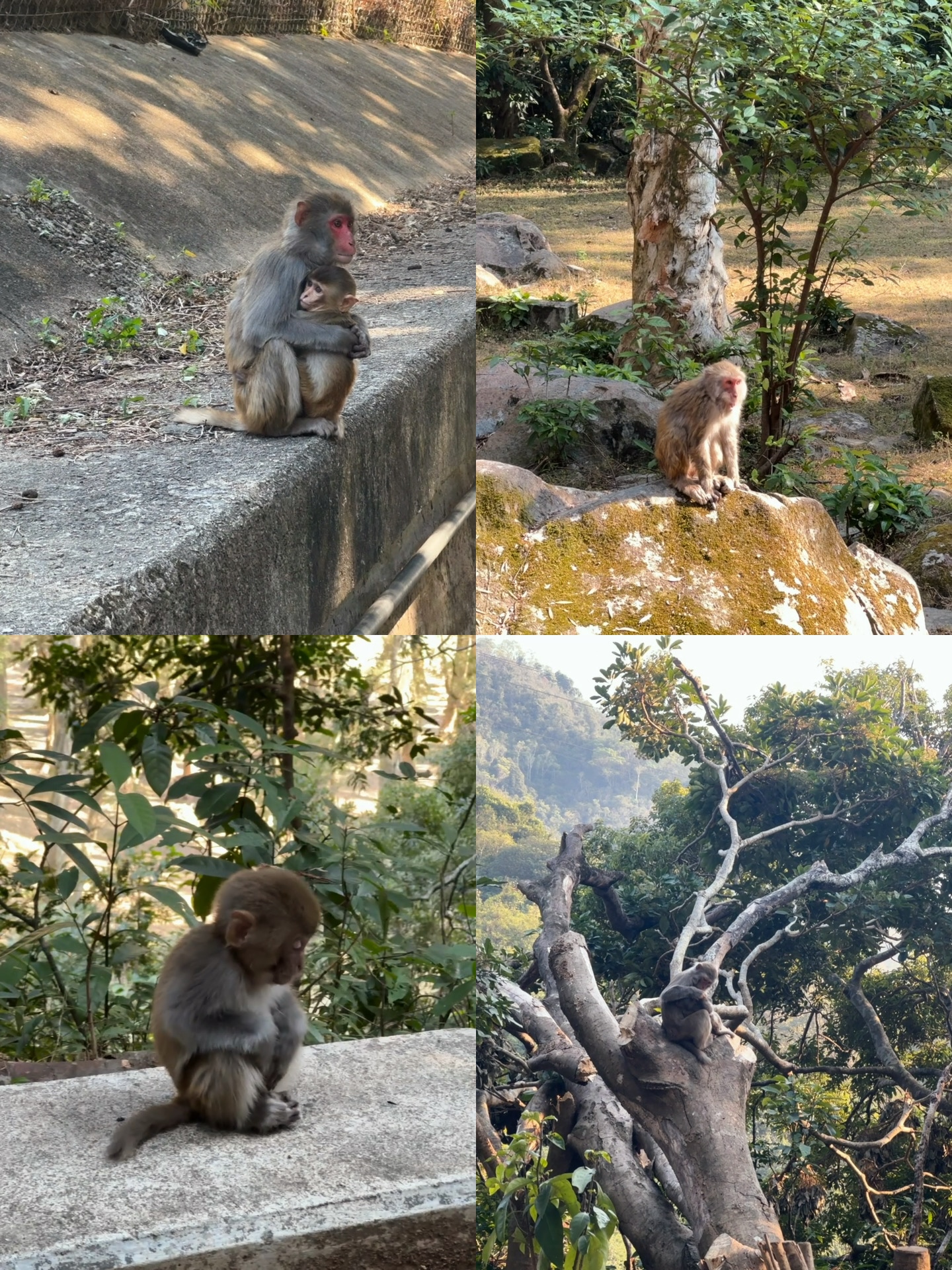 Monkeys at Shing Mun Reservoir