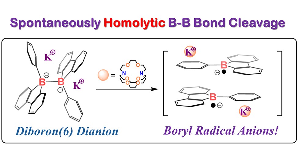 Spontaneously Homolytic B-B Bond Cleavage reaction scheme
